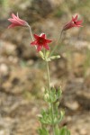 Bolander's Lily