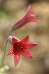 Bolander's Lily blossoms