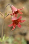 Bolander's Lily blossoms