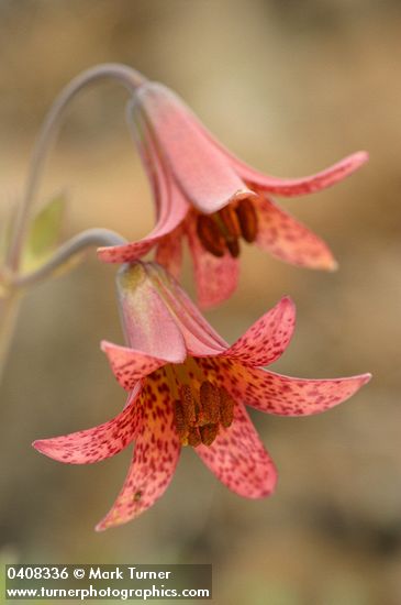 Lilium bolanderi