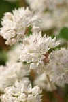 Slimleaf Onion blossoms detail