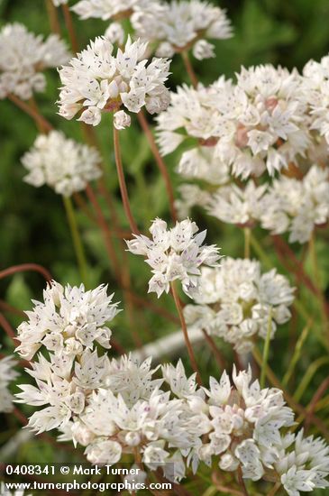 Allium amplectens