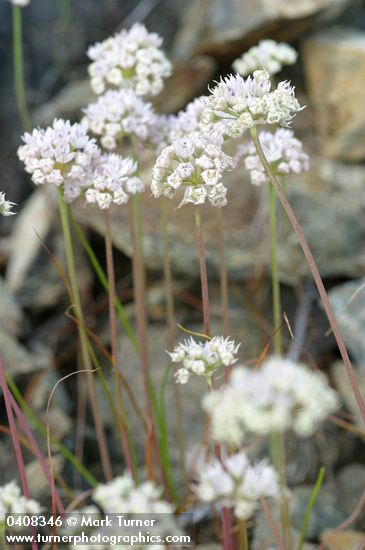 Allium amplectens