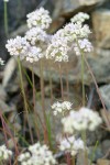 Slimleaf Onions