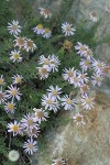 Brewer's fleabane