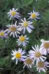 Brewer's fleabane blossoms