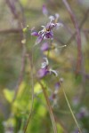 Shieldplant  blossoms