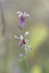 Shieldplant  blossoms detail