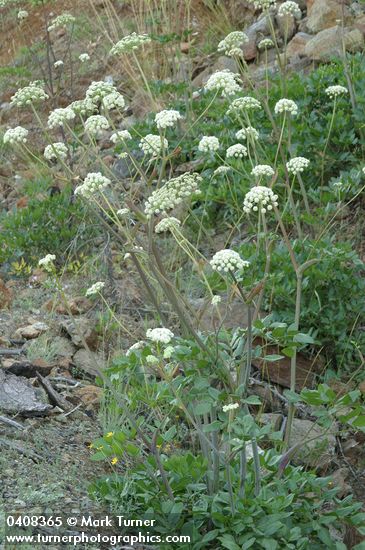 Angelica genuflexa