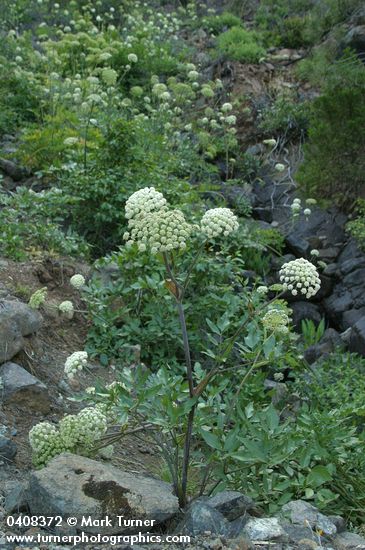 Angelica genuflexa