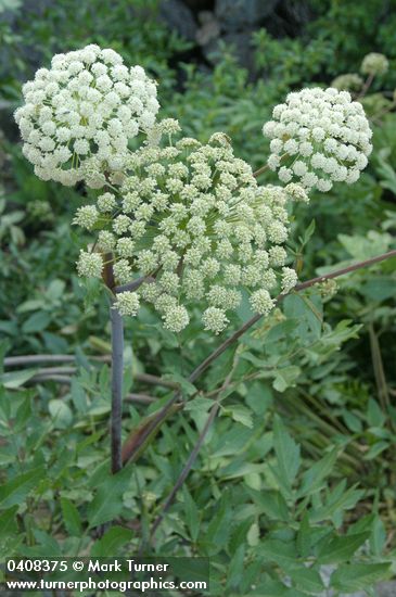 Angelica genuflexa