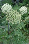 Kneeling Angelica blossoms & foliage