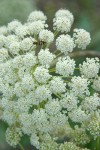 Kneeling Angelica blossoms detail