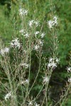 Wavyleaf Soap Plant 