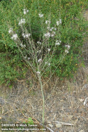 Chlorogalum pomeridianum