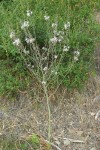 Wavyleaf Soap Plant 