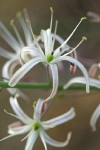 Wavyleaf Soap Plant  blossoms detail