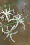 Wavyleaf Soap Plant  blossoms detail