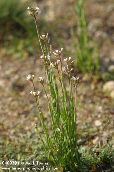 Arabis hirsuta