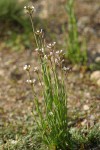 Hairy Rockcress