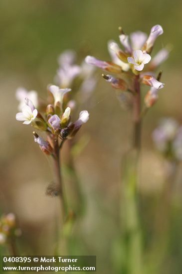 Arabis hirsuta