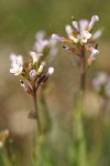Hairy Rockcress blossoms detail