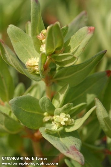 Polygonum davisiae