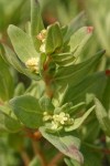 Newberry's Knotweed blossoms & foliage detail