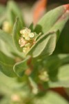 Newberry's Knotweed blossoms & foliage detail