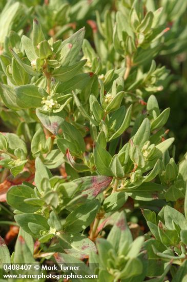 Polygonum davisiae