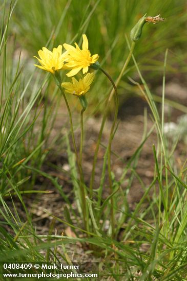 Agoseris glauca var. monticola