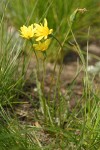 Pale Agoseris