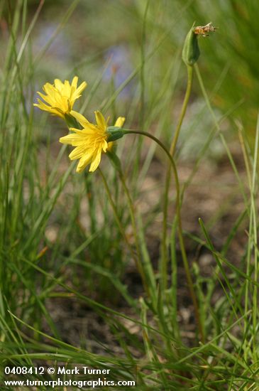 Agoseris glauca var. monticola