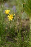 Pale Agoseris