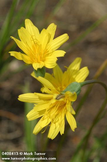 Agoseris glauca var. monticola