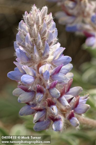 Lupinus aridus ssp. ashlandensis