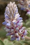 Mt. Ashland Lupine blossoms