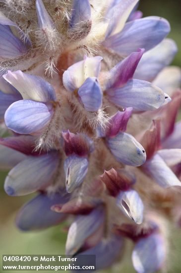 Lupinus aridus ssp. ashlandensis