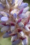 Mt. Ashland Lupine blossoms detail