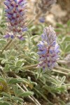 Mt. Ashland Lupines