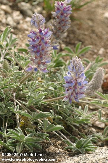 Lupinus aridus ssp. ashlandensis