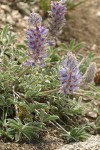 Mt. Ashland Lupines