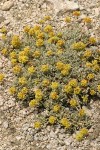 Cushion Buckwheat (male flowers)