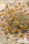 Cushion Buckwheat (female flowers)