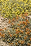 Cushion Buckwheat (female fgnd, male bkgnd)