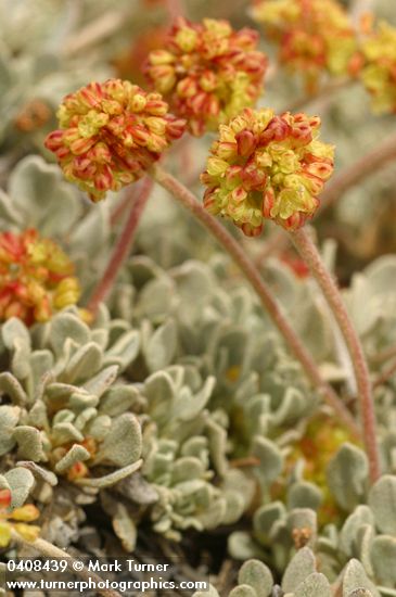 Eriogonum ovalifolium var. ovalifolium