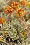 Cushion Buckwheat (female flowers) blossoms & foliage detail