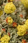 Cushion Buckwheat (male flowers) blossoms & foliage detail