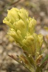 Cobwebby Paintbrush bracts & blossoms detail