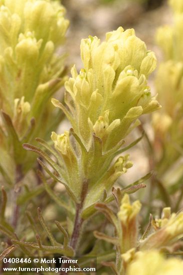 Castilleja arachnoidea